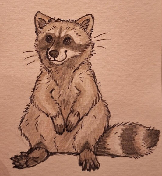 Raccoon