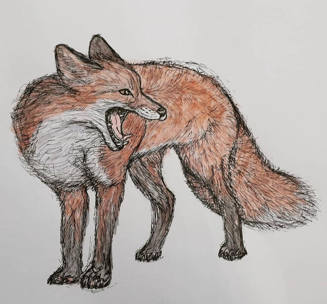 Fox
